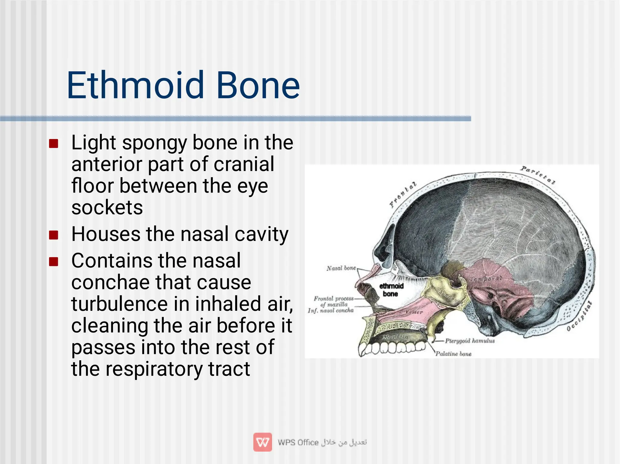 Ethmoid Bone



Light spongy bone in the
anterior part of cranial
ﬂoor between the eye
sockets
Houses the nasal cavity
Contains the nasal
conchae that cause
turbulence in inhaled air,
cleaning the air before it
passes into the rest of
the respiratory tract
 