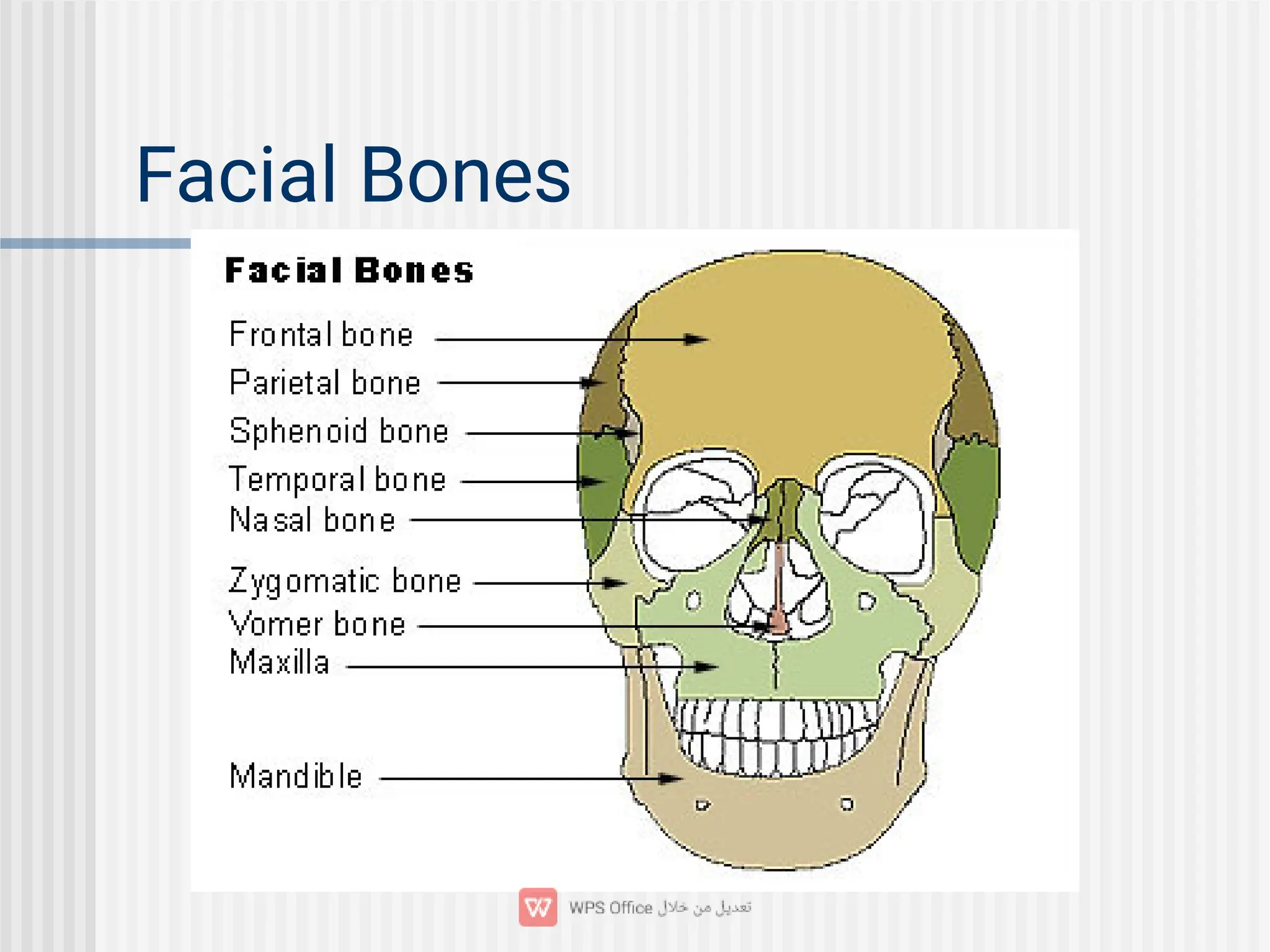 Facial Bones
 