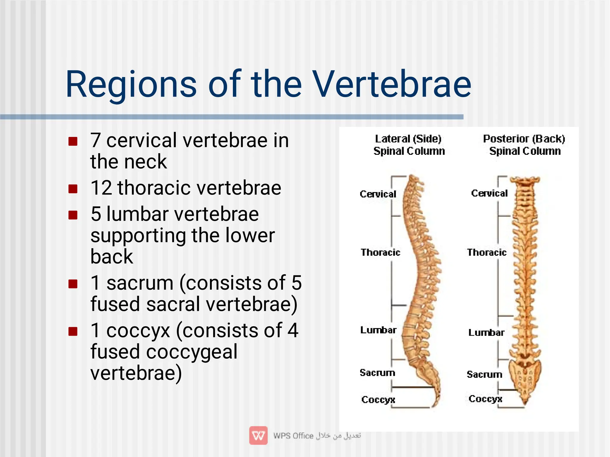 Regions of the Vertebrae





7 cervical vertebrae in
the neck
12 thoracic vertebrae
5 lumbar vertebrae
supporting the lower
back
1 sacrum (consists of 5
fused sacral vertebrae)
1 coccyx (consists of 4
fused coccygeal
vertebrae)
 