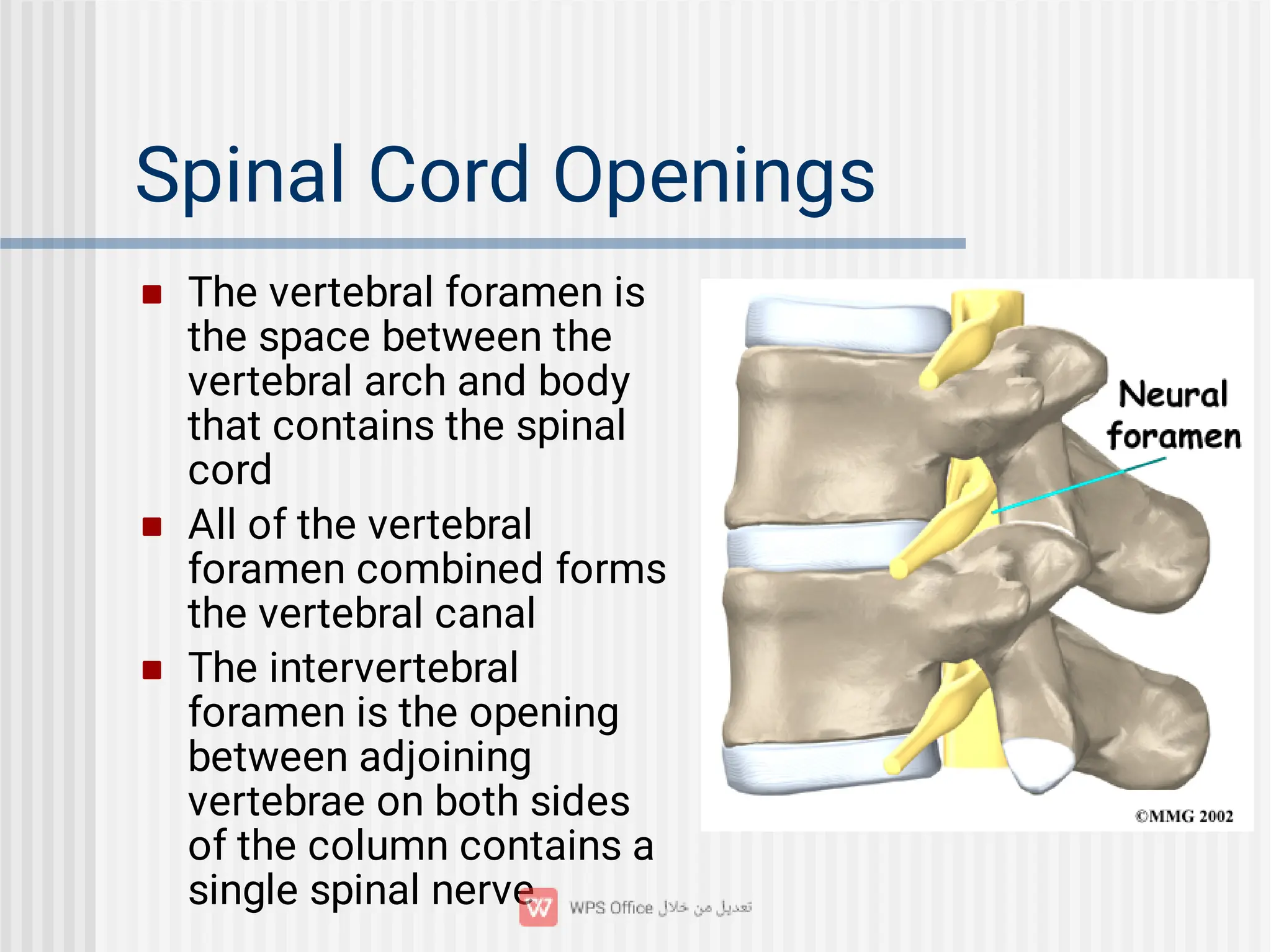 Spinal Cord Openings



The vertebral foramen is
the space between the
vertebral arch and body
that contains the spinal
cord
All of the vertebral
foramen combined forms
the vertebral canal
The intervertebral
foramen is the opening
between adjoining
vertebrae on both sides
of the column contains a
single spinal nerve
 