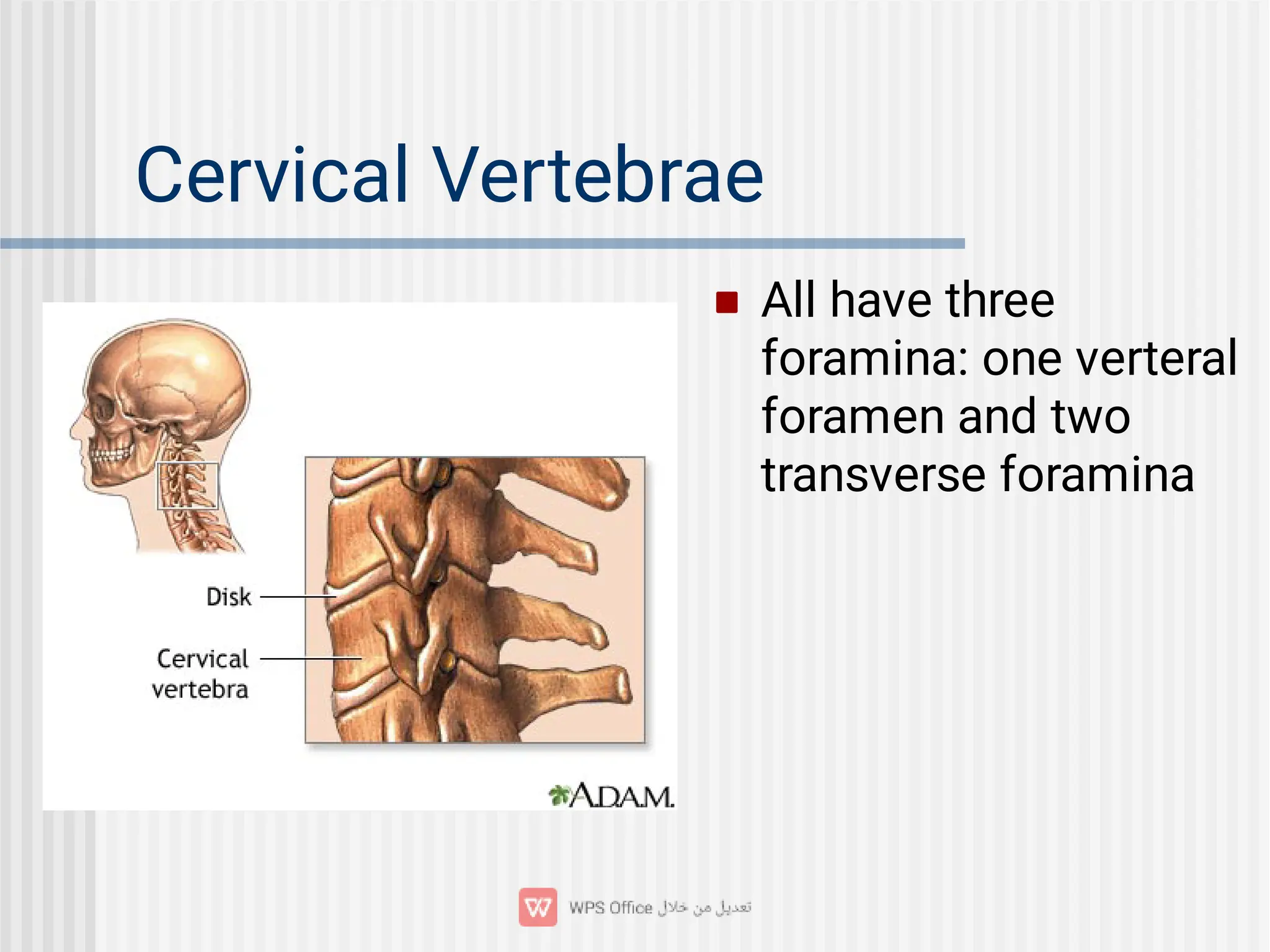 Cervical Vertebrae
 All have three
foramina: one verteral
foramen and two
transverse foramina
 