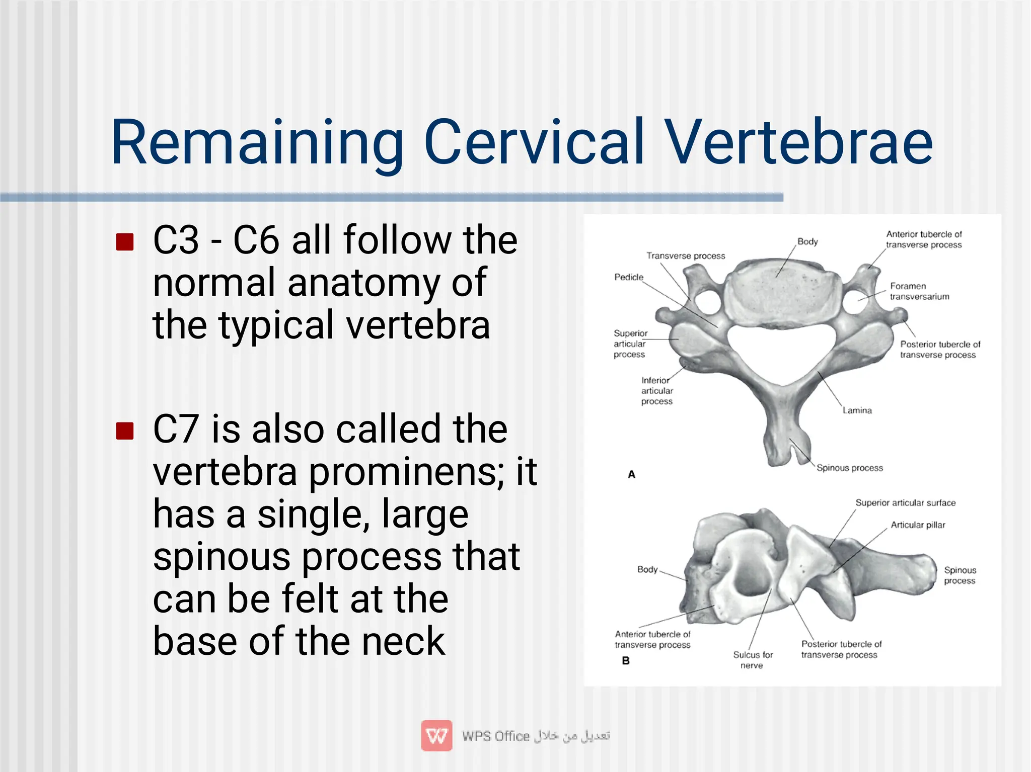Remaining Cervical Vertebrae


C3 - C6 all follow the
normal anatomy of
the typical vertebra
C7 is also called the
vertebra prominens; it
has a single, large
spinous process that
can be felt at the
base of the neck
 