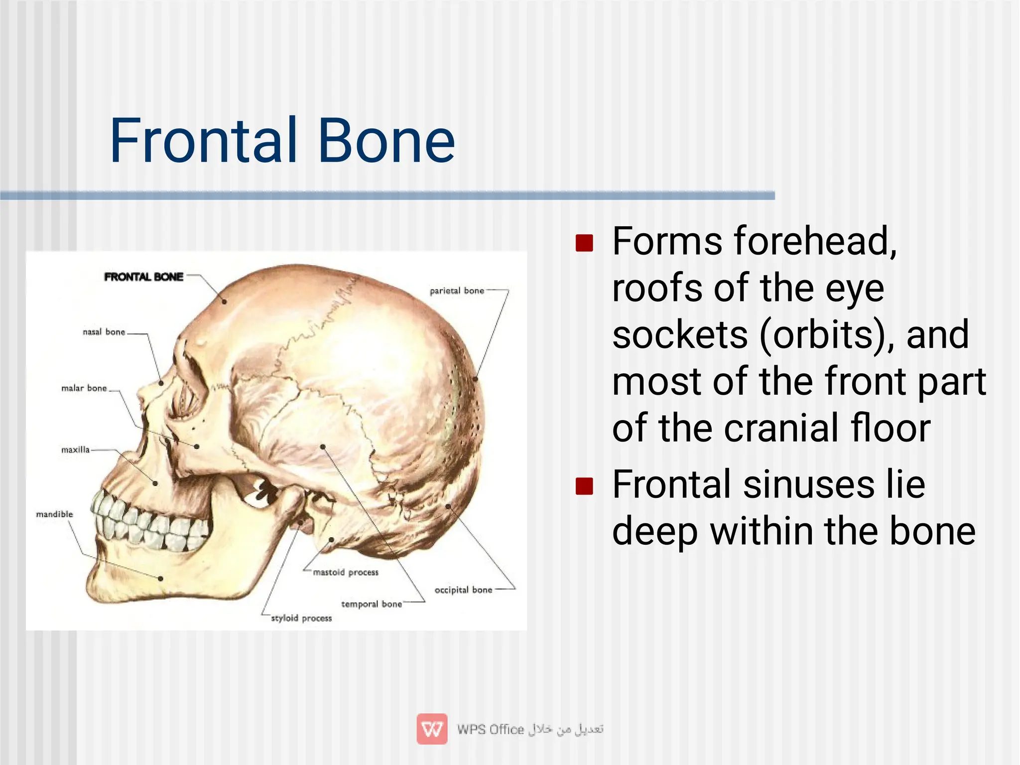 Frontal Bone


Forms forehead,
roofs of the eye
sockets (orbits), and
most of the front part
of the cranial ﬂoor
Frontal sinuses lie
deep within the bone
 
