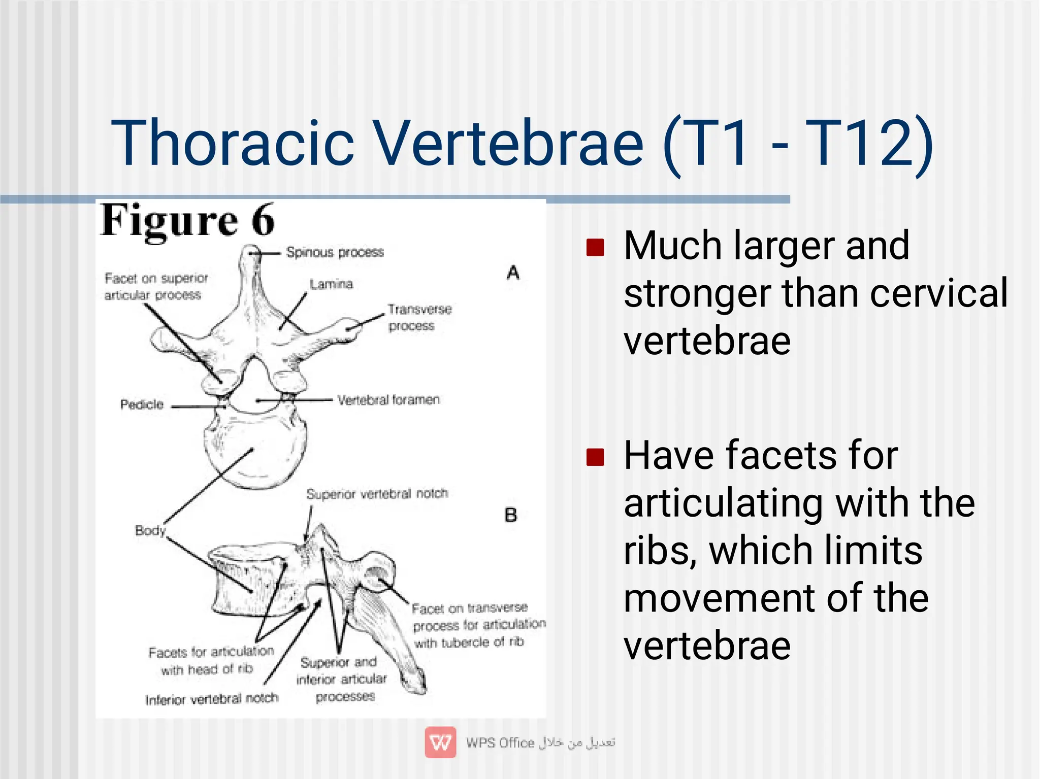 Thoracic Vertebrae (T1 - T12)


Much larger and
stronger than cervical
vertebrae
Have facets for
articulating with the
ribs, which limits
movement of the
vertebrae
 