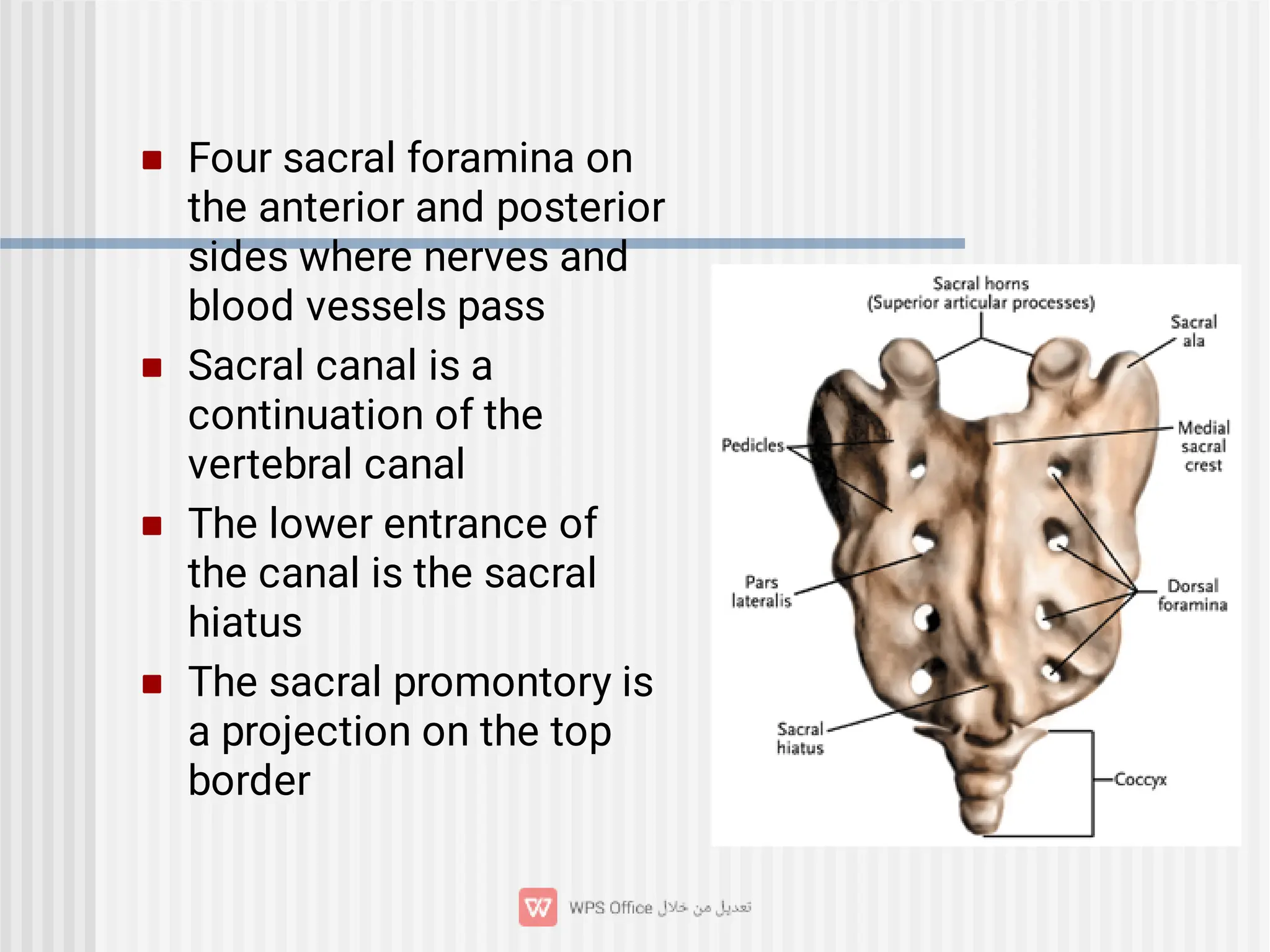 



Four sacral foramina on
the anterior and posterior
sides where nerves and
blood vessels pass
Sacral canal is a
continuation of the
vertebral canal
The lower entrance of
the canal is the sacral
hiatus
The sacral promontory is
a projection on the top
border
 