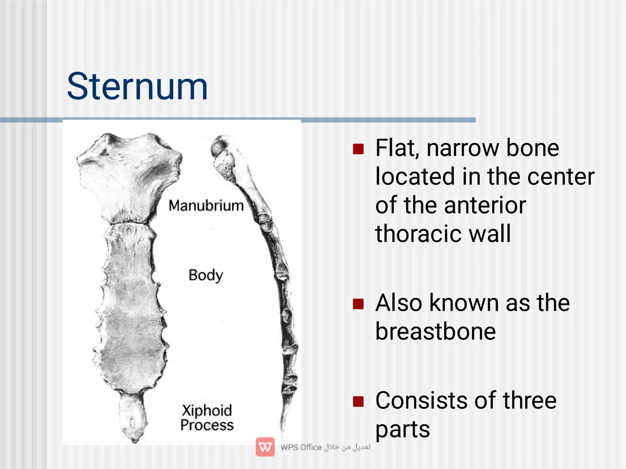 Sternum



Flat, narrow bone
located in the center
of the anterior
thoracic wall
Also known as the
breastbone
Consists of three
parts
 