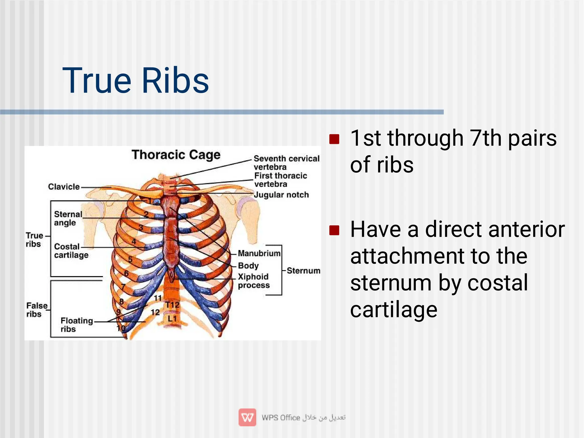 True Ribs


1st through 7th pairs
of ribs
Have a direct anterior
attachment to the
sternum by costal
cartilage
 