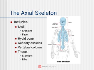 The Axial Skeleton


•
•




•
•
Includes:
Skull
Cranium
Face
Hyoid bone
Auditory ossicles
Vertebral column
Thorax
Sternum
Ribs
 