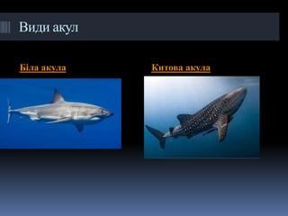 Види акул
Біла акула Китова акула
 