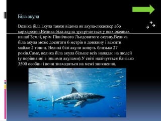 Біла акула
Велика біла акула також відома як акула-людожер або
кархародон.Велика біла акула зустрічається у всіх океанах
нашої Землі, крім Північного Льодовитого океану.Велика
біла акула може досягати 6 метрів в довжину і важити
майже 2 тонни. Великі білі акули живуть близько 27
років.Саме, велика біла акула більше всіх нападає на людей
(у порівнянні з іншими акулами).У світі налічується близько
3500 особин і вони знаходяться на межі зникнення.
 