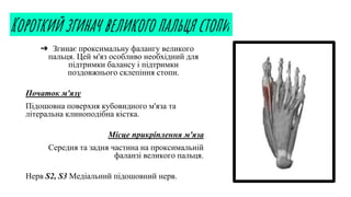 ➔ Згинає проксимальну фалангу великого
пальця. Цей м'яз особливо необхідний для
підтримки балансу і підтримки
поздовжнього склепіння стопи.
Початок м'язу
Підошовна поверхня кубовидного м'яза та
літеральна клиноподібна кістка.
Місце прикріплення м'яза
Середня та задня частина на проксимальній
фаланзі великого пальця.
Нерв S2, S3 Медіальний підошовний нерв.
Короткий згинач великого пальця стопи
 