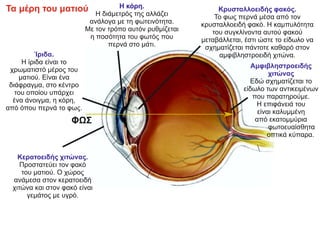 ΦΩΣ
Τα μέρη του ματιού
Αμφιβληστροειδής
χιτώνας
Εδώ σχηματίζεται το
είδωλο των αντικειμένων
που παρατηρούμε.
Η επιφάνειά του
είναι καλυμμένη
από εκατομμύρια
φωτοευαίσθητα
οπτικά κύπαρα.
ΦΩΣ
Η κόρη.
Η διάμετρός της αλλάζει
ανάλογα με τη φωτεινότητα.
Με τον τρόπο αυτόν ρυθμίζεται
η ποσότητα του φωτός που
περνά στο μάτι.
Ίριδα.
Η ίριδα είναι το
χρωματιστό μέρος του
ματιού. Είναι ένα
διάφραγμα, στο κέντρο
του οποίου υπάρχει
ένα άνοιγμα, η κόρη,
από όπου περνά το φως.
Κερατοειδής χιτώνας.
Προστατεύει τον φακό
του ματιού. Ο χώρος
ανάμεσα στον κερατοειδή
χιτώνα και στον φακό είναι
γεμάτος με υγρό.
Κρυσταλλοειδής φακός.
Το φως περνά μέσα από τον
κρυσταλλοειδή φακό. Η καμπυλότητα
του συγκλίνοντα αυτού φακού
μεταβάλλεται, έστι ώστε το είδωλο να
σχηματίζεται πάντοτε καθαρό στον
αμφιβληστροειδή χιτώνα.
 