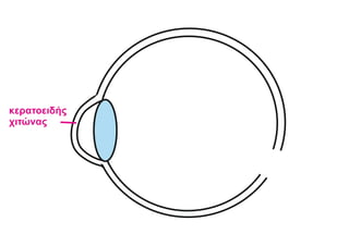 κερατοειδής
χιτώνας
 