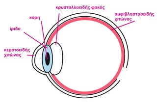 κερατοειδής
χιτώνας
κρυσταλλοειδής φακός
κόρη
ίριδα
αμφιβληστροειδής
χιτώνας
 