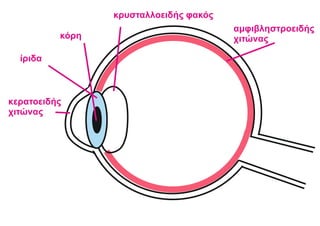 κερατοειδής
χιτώνας
κρυσταλλοειδής φακός
κόρη
ίριδα
αμφιβληστροειδής
χιτώνας
 