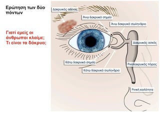 Ερώτηση των δύο
πόντων
Γιατί εμείς οι
άνθρωποι κλαίμε;
Τι είναι τα δάκρυα;
 