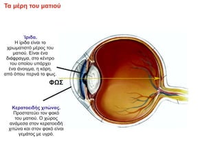 ΦΩΣ
Ίριδα.
Η ίριδα είναι το
χρωματιστό μέρος του
ματιού. Είναι ένα
διάφραγμα, στο κέντρο
του οποίου υπάρχει
ένα άνοιγμα, η κόρη,
από όπου περνά το φως.
Τα μέρη του ματιού
Κερατοειδής χιτώνας.
Προστατεύει τον φακό
του ματιού. Ο χώρος
ανάμεσα στον κερατοειδή
χιτώνα και στον φακό είναι
γεμάτος με υγρό.
 