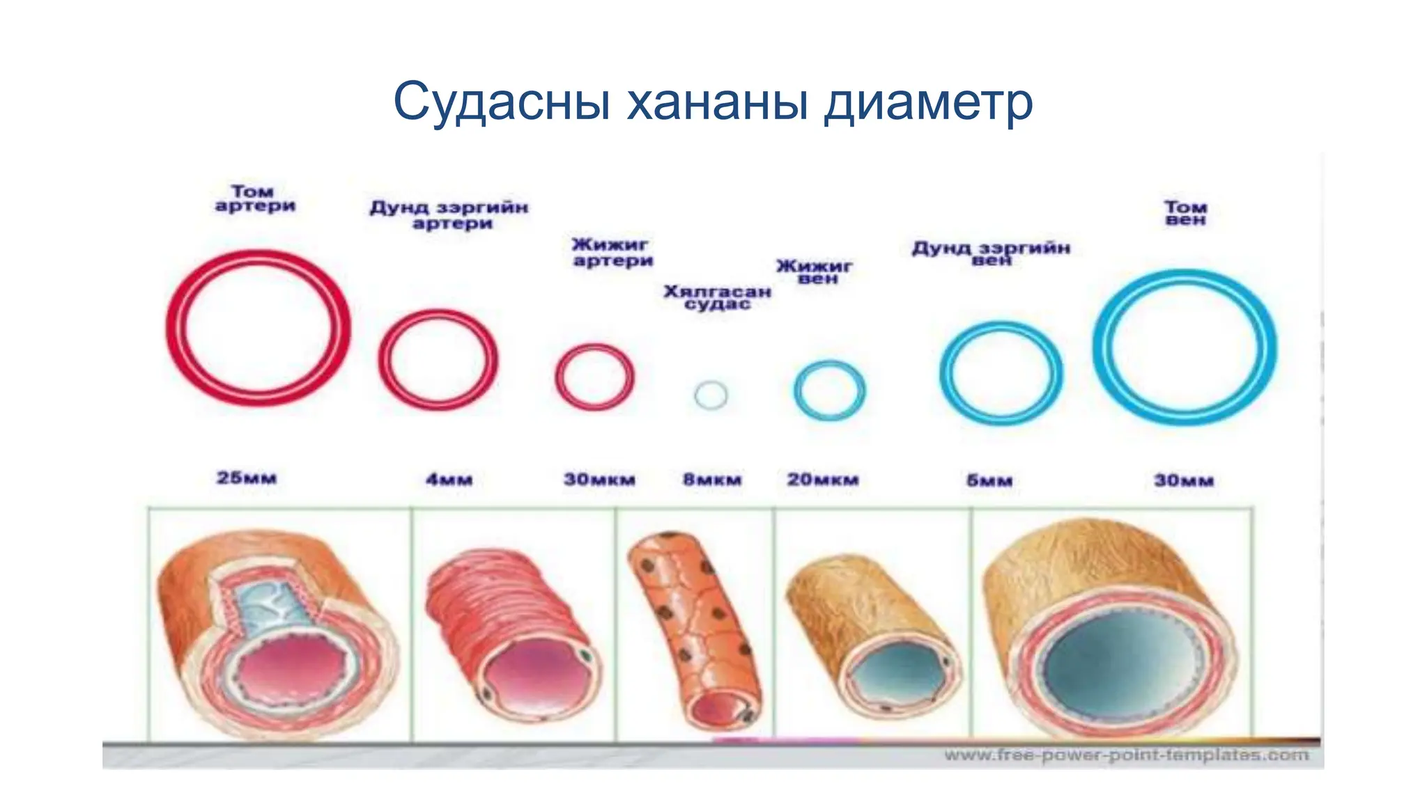 Хураагуур_судасанд_тарилга_хийх,_шинжилгээнд_цус_авах.pptx