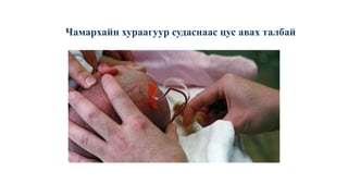 Чамархайн хураагуур судаснаас цус авах талбай
 