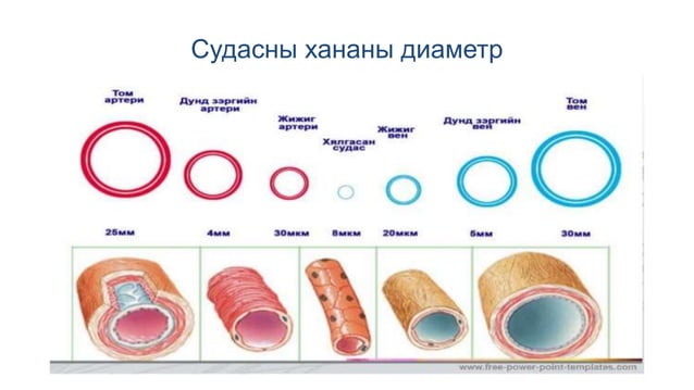 Хураагуур_судасанд_тарилга_хийх,_шинжилгээнд_цус_авах.pptx