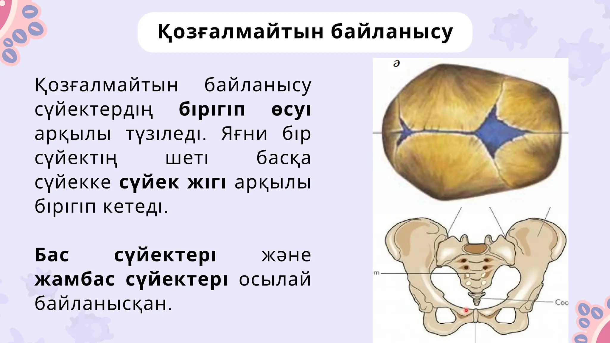 Әйелімнің сүйіктісі сперматозоид алады