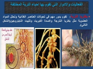 
‫بكتريا‬
‫التربة‬
:
‫تقوم‬
‫بدور‬
‫مهم‬
‫في‬
‫تحوالت‬
‫العناصر‬
‫الغذائية‬
‫وتحل‬
‫ل‬
‫المواد‬
‫العضوية‬
‫مثل‬
‫بكتريا‬
‫النترجة‬
‫واكسدة‬
‫الكبريت‬
‫وتثبيت‬
‫النايتروجين‬
(
‫الشكل‬
‫التالي‬
)
.
 