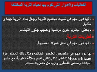 
-
‫لها‬
‫دور‬
‫مهم‬
‫في‬
‫تثبيت‬
‫مجاميع‬
‫التربة‬
‫وجعل‬
‫بناء‬
‫التربة‬
‫ج‬
َ‫ا‬‫يد‬
‫و‬
َ‫ا‬‫مثالي‬
.

-
‫بعض‬
‫البكتريا‬
‫تكون‬
‫مرضية‬
‫وتصيب‬
‫جذور‬
‫النباتات‬
.

‫فطريات‬
‫التربة‬
:

-
‫لها‬
‫دور‬
‫مهم‬
‫في‬
‫تحلل‬
‫المواد‬
‫العضوية‬
.

‫لها‬
‫دور‬
‫مهم‬
‫في‬
‫امتصاص‬
‫العناصر‬
‫الغذائية‬
‫ومثال‬
‫ذلك‬
‫المايكوراي‬
‫زا‬
Mycorrhizae
(
‫الشكل‬
‫التالي‬
)
‫التي‬
‫تقوم‬
‫بعالقة‬
‫تعاونية‬
‫مع‬
‫ج‬
‫ذور‬
‫النباتات‬
‫وتمتص‬
‫الفسفور‬
‫وتزيد‬
‫من‬
‫جاهزيته‬
‫للنبات‬
.
 