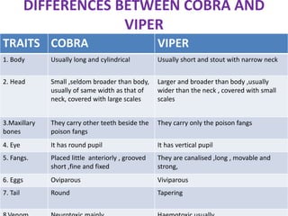 DIFFERENCES BETWEEN COBRA AND
VIPER
TRAITS COBRA VIPER
1. Body Usually long and cylindrical Usually short and stout with narrow neck
2. Head Small ,seldom broader than body,
usually of same width as that of
neck, covered with large scales
Larger and broader than body ,usually
wider than the neck , covered with small
scales
3.Maxillary
bones
They carry other teeth beside the
poison fangs
They carry only the poison fangs
4. Eye It has round pupil It has vertical pupil
5. Fangs. Placed little anteriorly , grooved
short ,fine and fixed
They are canalised ,long , movable and
strong,
6. Eggs Oviparous Viviparous
7. Tail Round Tapering
 