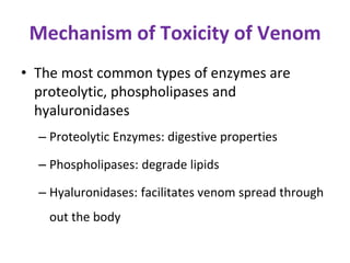 Mechanism of Toxicity of Venom
• The most common types of enzymes are
proteolytic, phospholipases and
hyaluronidases
– Proteolytic Enzymes: digestive properties
– Phospholipases: degrade lipids
– Hyaluronidases: facilitates venom spread through
out the body
 