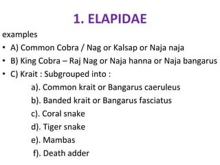 1. ELAPIDAE
examples
• A) Common Cobra / Nag or Kalsap or Naja naja
• B) King Cobra – Raj Nag or Naja hanna or Naja bangarus
• C) Krait : Subgrouped into :
a). Common krait or Bangarus caeruleus
b). Banded krait or Bangarus fasciatus
c). Coral snake
d). Tiger snake
e). Mambas
f). Death adder
 