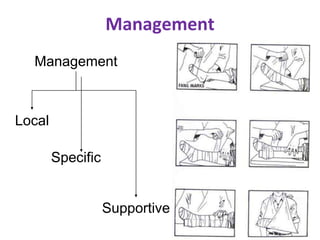 Management
Management
Local
Specific
Supportive
 