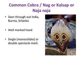Common Cobra / Nag or Kalsap or
Naja naja
• Seen through out India,
Burma, Srilanka
• Well marked hood
• Single (monocellate) or
double spectacle mark
 