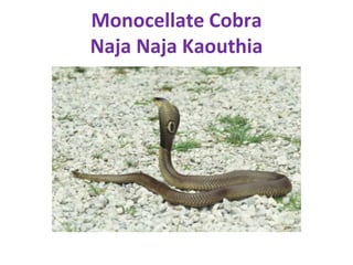 Monocellate Cobra
Naja Naja Kaouthia
 