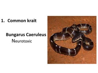 1. Common krait
Bungarus Caeruleus
Neurotoxic
 