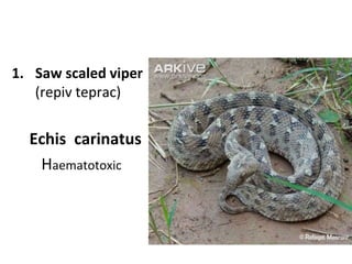 1. Saw scaled viper
)repiv teprac)
Echis carinatus
Haematotoxic
 