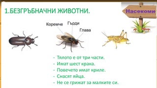 1.БЕЗГРЪБНАЧНИ ЖИВОТНИ.
- Тялото е от три части.
- Имат шест крака.
- Повечето имат криле.
- Снасят яйца.
- Не се грижат за малките си.
 
