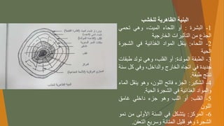 ‫للخشب‬ ‫الظاهرية‬ ‫البنية‬
1
-
‫البشرة‬
:
‫أو‬
‫اللحاء‬
،‫الميت‬
‫وهي‬
‫تحمي‬
‫الجذع‬
‫من‬
‫التأثيرات‬
‫الخارجية‬
2
-
‫اللحاء‬
:
‫ينقل‬
‫المواد‬
‫الغذائية‬
‫في‬
‫الشج‬
‫رة‬
‫الحية‬
3
-
‫الطبقة‬
‫المولدة‬
:
‫أو‬
،‫القلب‬
‫وهي‬
‫تولد‬
‫طب‬
‫قات‬
‫جديدة‬
‫في‬
‫اتجاه‬
‫الخارج‬
،‫والداخل‬
‫وفي‬
‫كل‬
‫س‬
‫نة‬
‫تنتج‬
‫طبقة‬
.
4
-
‫الشكير‬
:
‫الجزء‬
‫فاتح‬
،‫اللون‬
‫وهو‬
‫ينقل‬
‫الماء‬
‫والمواد‬
‫الغذائية‬
‫في‬
‫الشجرة‬
‫الحية‬
.
5
-
‫القلب‬
:
‫أو‬
‫اللب‬
‫وهو‬
‫جزء‬
‫داخلي‬
‫غامق‬
‫اللون‬
6
-
‫المركز‬
:
‫يتشكل‬
‫في‬
‫السنة‬
‫األولى‬
‫من‬
‫ن‬
‫مو‬
‫الشجرة‬
‫وهو‬
‫قليل‬
‫المتانة‬
‫وسريع‬
‫التعفن‬
.
 