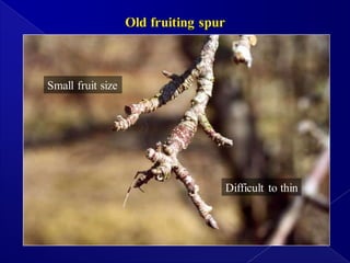 تربية وتقليم أشجار الفاكهة.Training and Pruning Fruit Trees | PDF