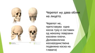 Черепот му дава облик
на лицето.
Черепот не,
претставува една
коска туку е составен
од неколку поврзани
коскени плочи.
Долновилична
коска(единствена
подвижна коска на
главата)
 