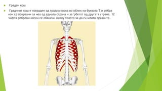  Граден кош
 Градниот кош е изграден од градна коска во облик на буквата Т и ребра
кои се поврзани за неа од едната страна и за 'рбетот од другата страна. 12
чифта ребрени коски се обвиени околу телото за да ги штити органите.
 