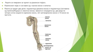  Рацете се поврзани за трупот со раменски појаси.
 Раменскиот појас е составен од: клучна коска и лопатка
 Раката ја градат два дела: надлактица (рамена коска) и подлактица (составена
од палечна(Радиус) и лакотна коска). Шаката е изградена од: два реда по
четири ситни коцкести карпални коски, пет метакарпални коски и 14 коски на
прстите.
 