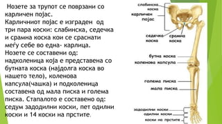 Нозете за трупот се поврзани со
карличен појас.
Карличниот појас е изграден од
три пара коски: слабинска, седечка
и срамна коска кои се сраснати
меѓу себе во една- карлица.
Нозете се составени од:
надколеница која е представена со
бутната коска (најдолга коска во
нашето тело), коленова
капсула(чашка) и подколеница
составена од мала писка и голема
писка. Стапалото е составено од:
седум задодилни коски, пет одилни
коски и 14 коски на прстите.
 