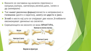  Коските се составени од колаген (протеин) и
калциум,калиум, магнезиум,железо,цинк, селен и
др.(минерали)
 Тие имаат различна форма(плочести и неправилни) и
големина (долги и каратки), многу се цврсти и јаки.
 Зглоб е место кај што се спојуваат две коски.Зглобовите
овозможуваат движење на скелетот.
 Скрешеницата на коските се вика ФРАКТУРА.
 