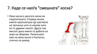 7. Каде се наоѓа “смешната” коска?
• Оваа коска е долгата коска во
надлактицата. Според некои,
името произлегува од чувството
на трпнење што го имаме кога
ќе го удриме лактот. Други пак
мислат дека името го добила со
игри на зборови. Латинското
име на оваа коска е Humerus,
слично на хумор.
 