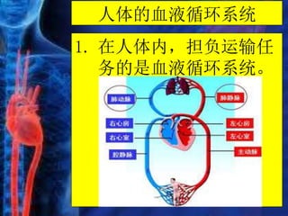 人体的血液循环系统
1. 在人体内，担负运输任
务的是血液循环系统。
 