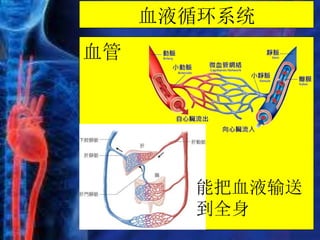 血液循环系统
血管
能把血液输送
到全身
 