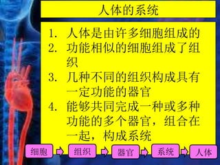 人体的系统
1. 人体是由许多细胞组成的
2. 功能相似的细胞组成了组
织
3. 几种不同的组织构成具有
一定功能的器官
4. 能够共同完成一种或多种
功能的多个器官，组合在
一起，构成系统
细胞 组织 器官 系统 人体
 