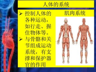 人体的系统
肌肉系统
 控制人体的
各种运动，
如行走、握
住物体等。
 与骨骼和关
节组成运动
系统，有支
撑和保护器
官的作用
 