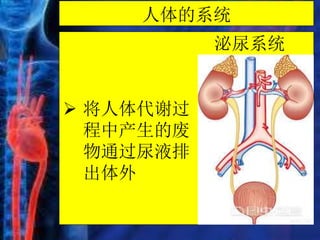 人体的系统
泌尿系统
 将人体代谢过
程中产生的废
物通过尿液排
出体外
 