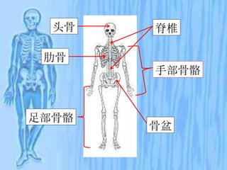 头骨
肋骨
足部骨骼
手部骨骼
脊椎
骨盆
 